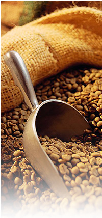 Bentong Ginger Malaysia Caroma Cafe Ginger